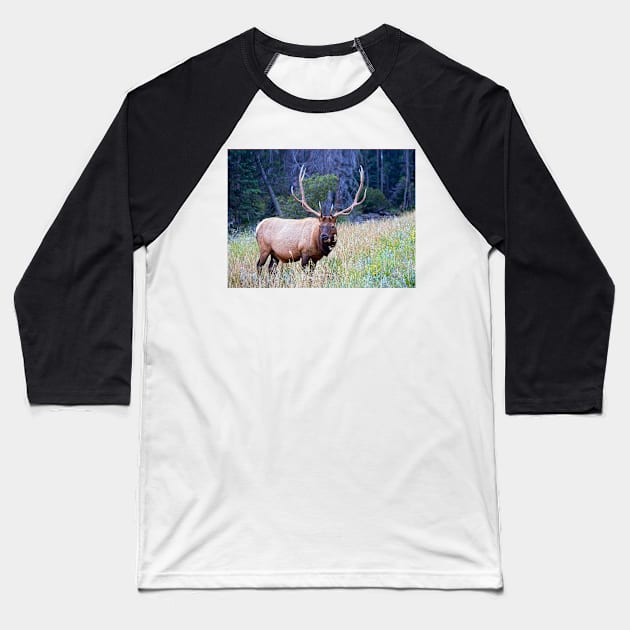 Bull Elk Baseball T-Shirt by valentina9